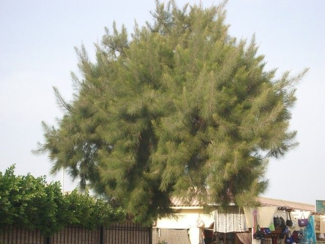 IMGP0829