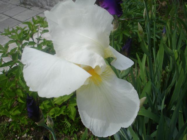 DSC07303