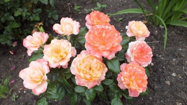 DSCF0237