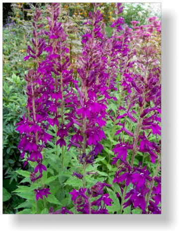 Lobelia Hadspen Purple