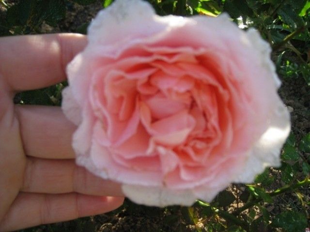 Louise de Marillac  3