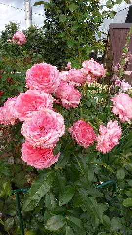 La Rose de Molinard 1