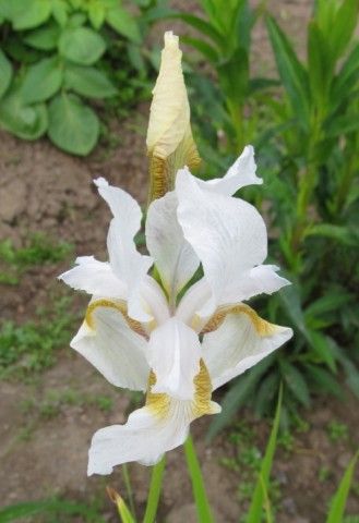 IMG 0068 7 1
