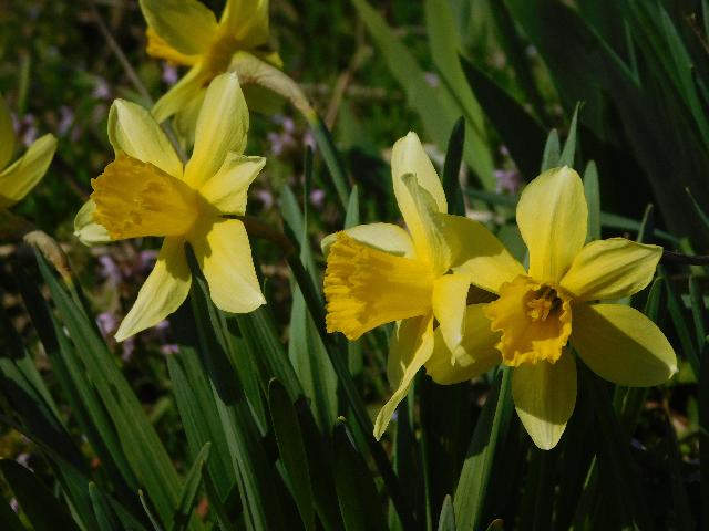 DSCN5146