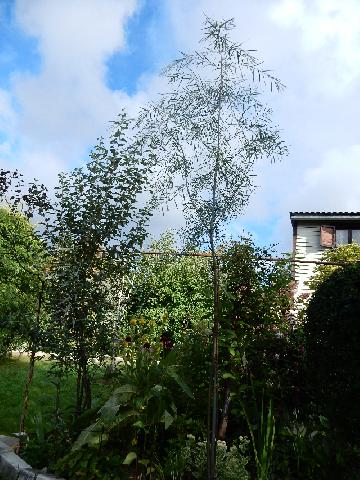 DSCN7486