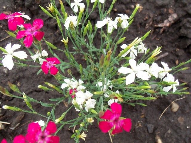 Изображение 044