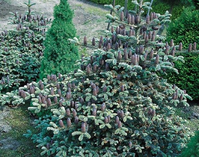 Abies koreana  Bonsai Blue