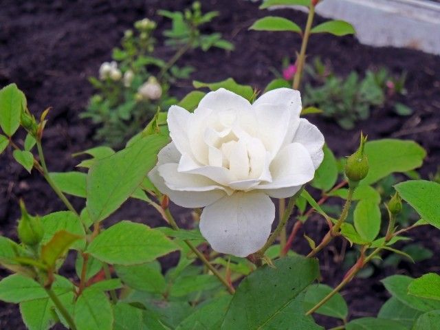 Изображение 042