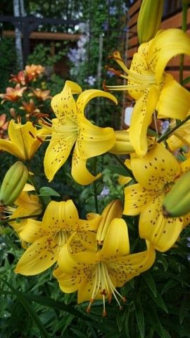 Лилия Yellow Twinkle