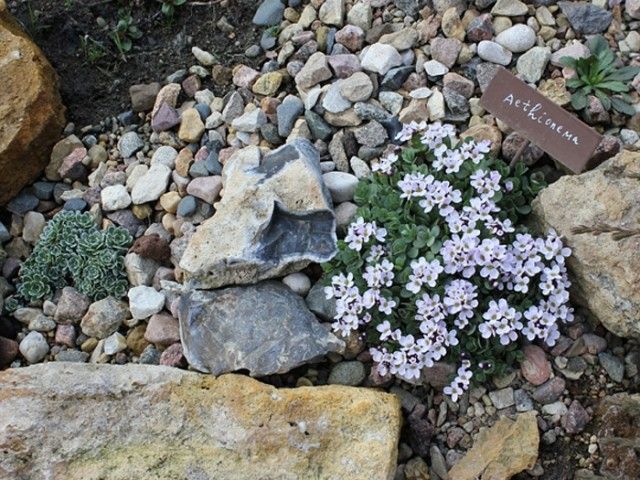 крылотычинник1