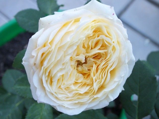 DSCF1044