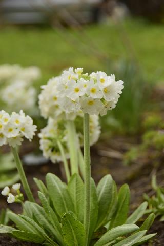 Примула мелкозубчатая