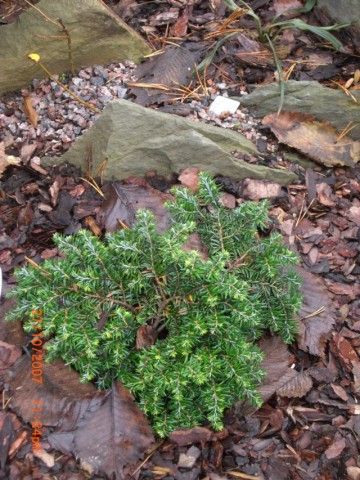Tsuga canadensis Popeleski Dwarf  2