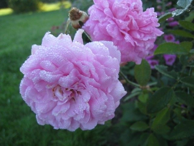The Mayflowers  2