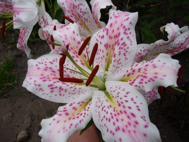 P1050027