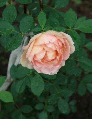 Lady of Shalott после дождя