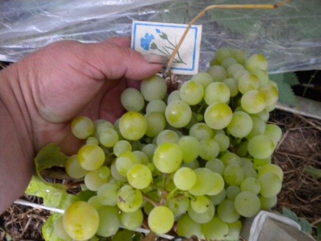 DSCN0368