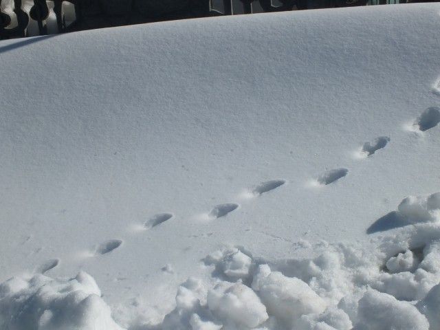 DSCF9901