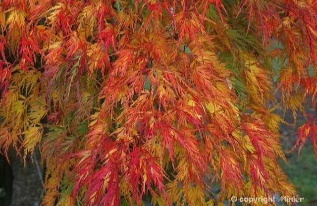 acer palmatum seiryu