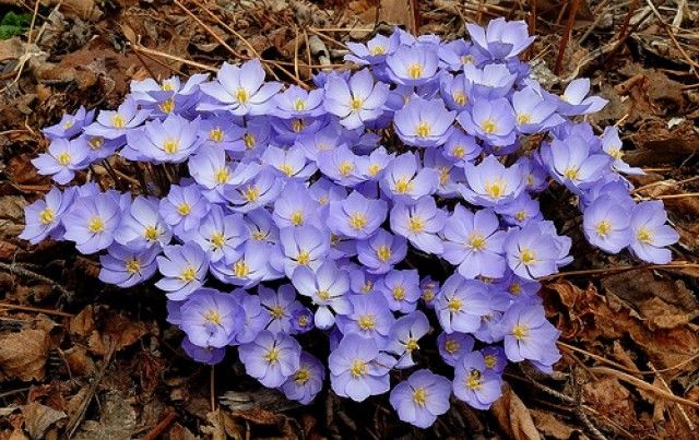 джефферсония сомнительная  J  dubia