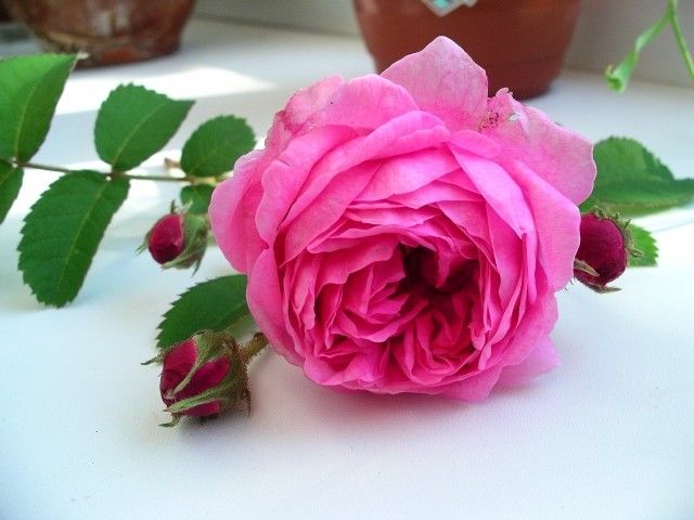 IMGP3935