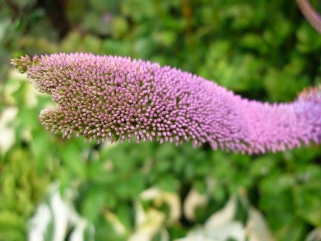 P1050067