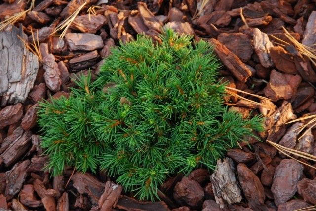 Picea abies Mikulasovice  2