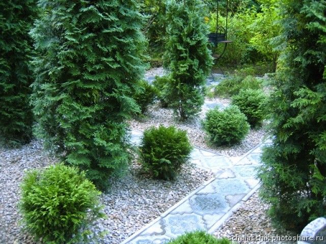 Наташа  туи около арабской беседки