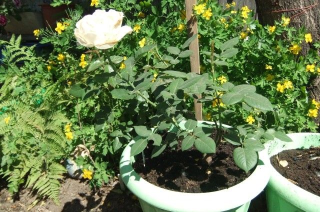 Белый медведь