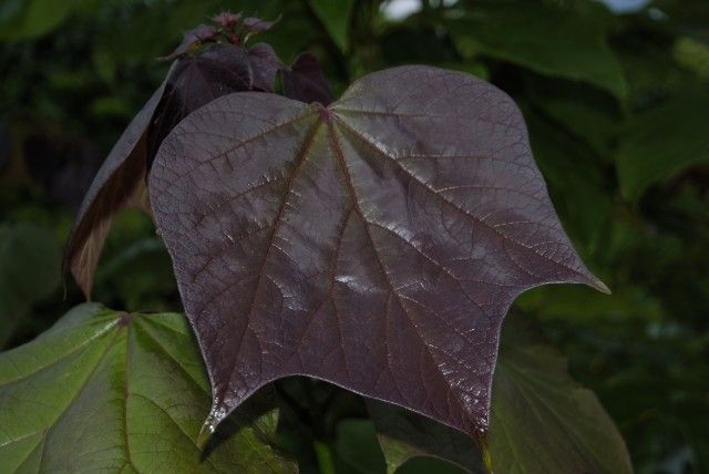 DSCF1438