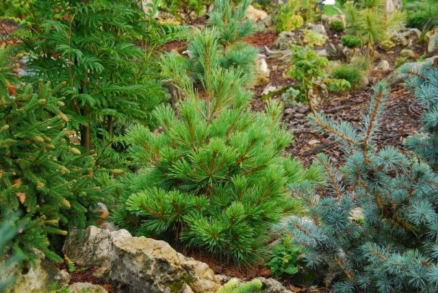 Pinus flexilis Pigmaea