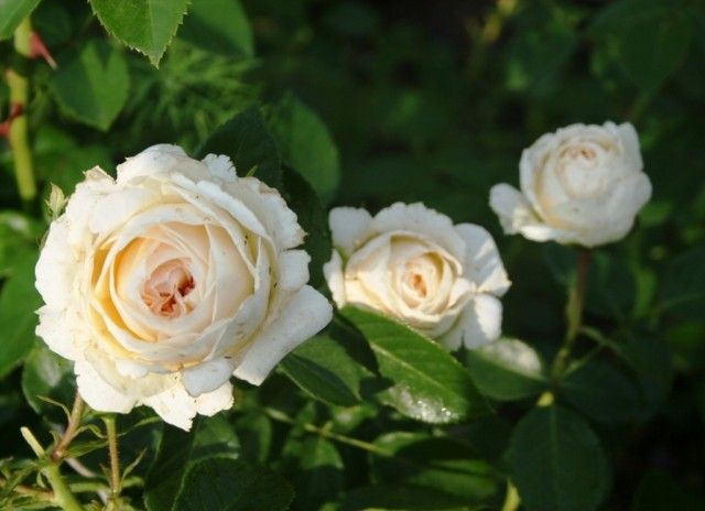 Mon Jardin 1