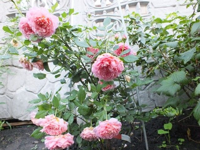 DSCF2165