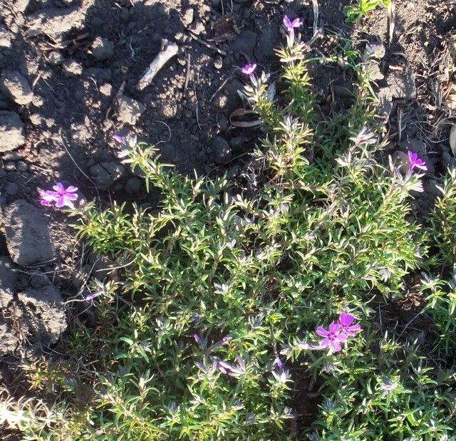 Изображение 003