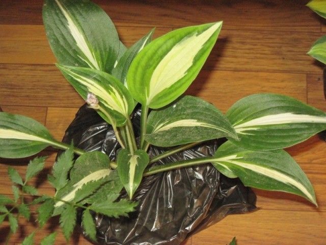 Выставка 074