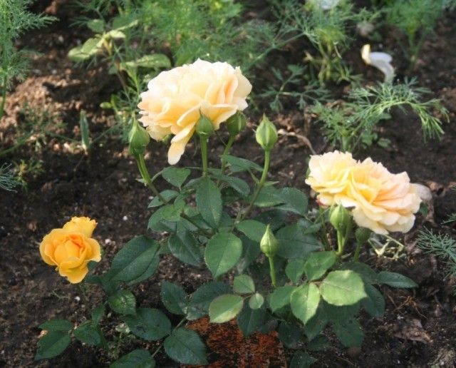 Goldelse 1