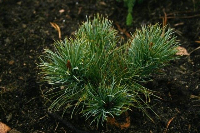 Pinus pumila 2011 10
