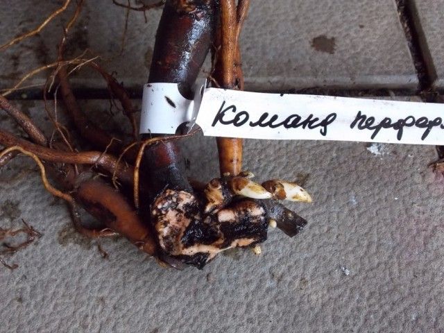 ОСЕНЬ 2012 046