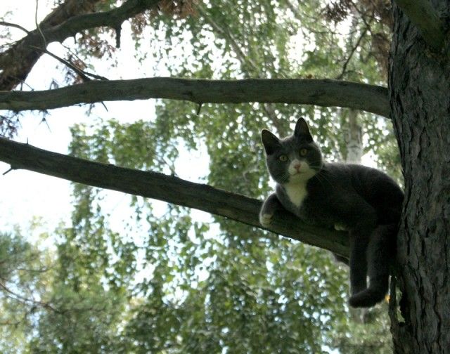 кот