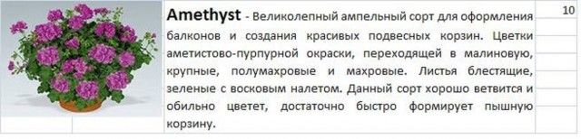 Пеларгония Аметист