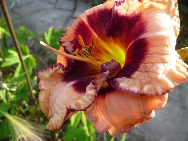 P1040689