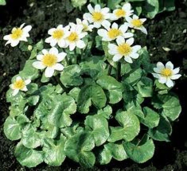 Caltha palustris alba