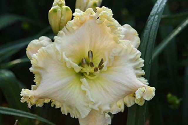 ТОПОЛИНЫЙ ПУХ