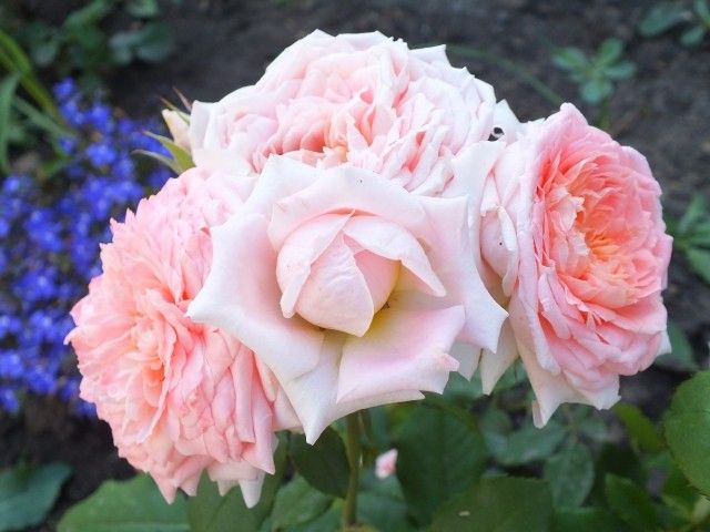 Fleurs En Seine  1