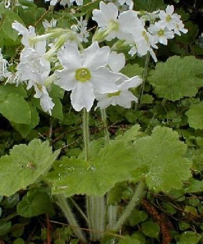primula kisoana white