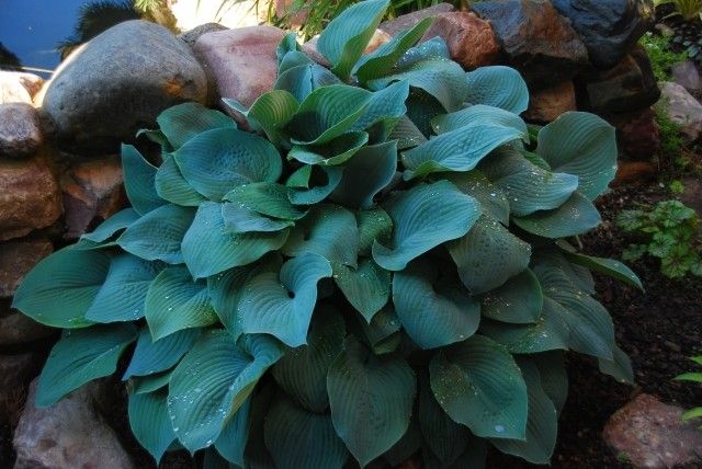 Hosta Blue Mountains