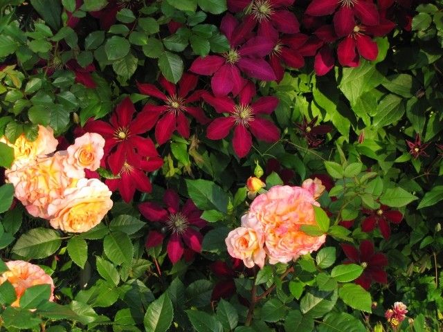 Augusta Luise  и Ниобь 8