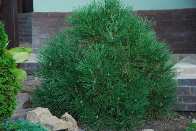 Pinus nigra Shpielberg