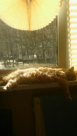 котэ