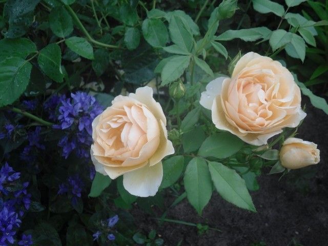 Грэхем Томас